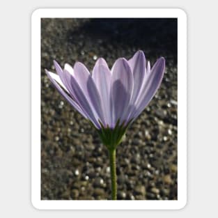 Lighting Up the African Daisy Sticker